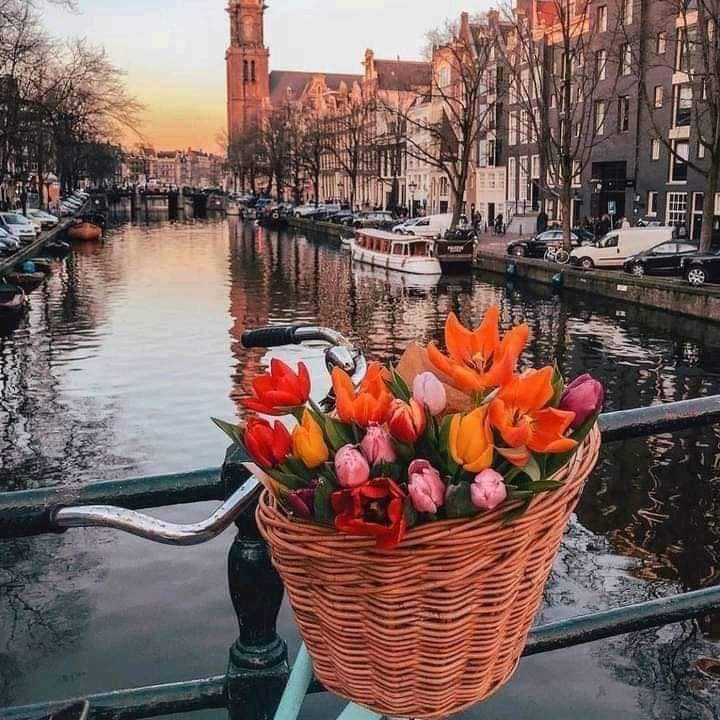 Amsterdam Culture, Canals and Market Flavors